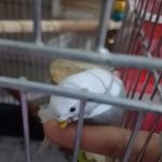 مرغ عشق تازه دونخور رنگ خاص