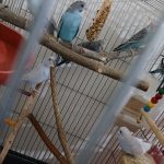 مرغ عشق تازه دونخور رنگ خاص