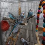 مرغ عشق تازه دونخور رنگ خاص