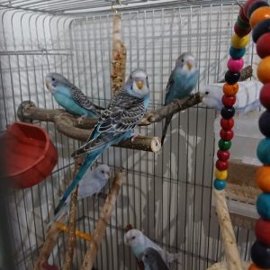 مرغ عشق تازه دونخور رنگ خاص