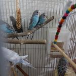مرغ عشق تازه دونخور رنگ خاص