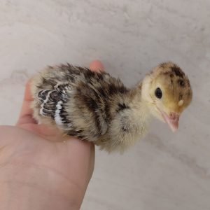 جوجه بوقلمون
