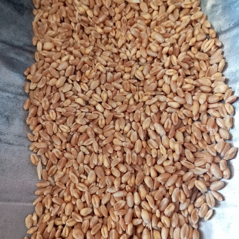 گندم آبی درجه یک