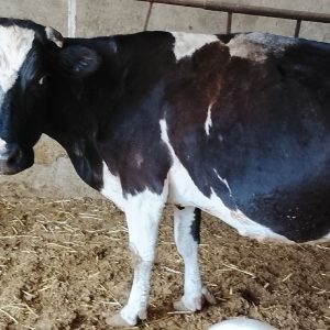 یک عددگاوگوشتی وزن 600کیلوقیمت اش کیلویی 500تومان