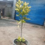 فروش گل شمشاد طلایی