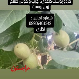 گردو پوست کاغذی خوش طعم