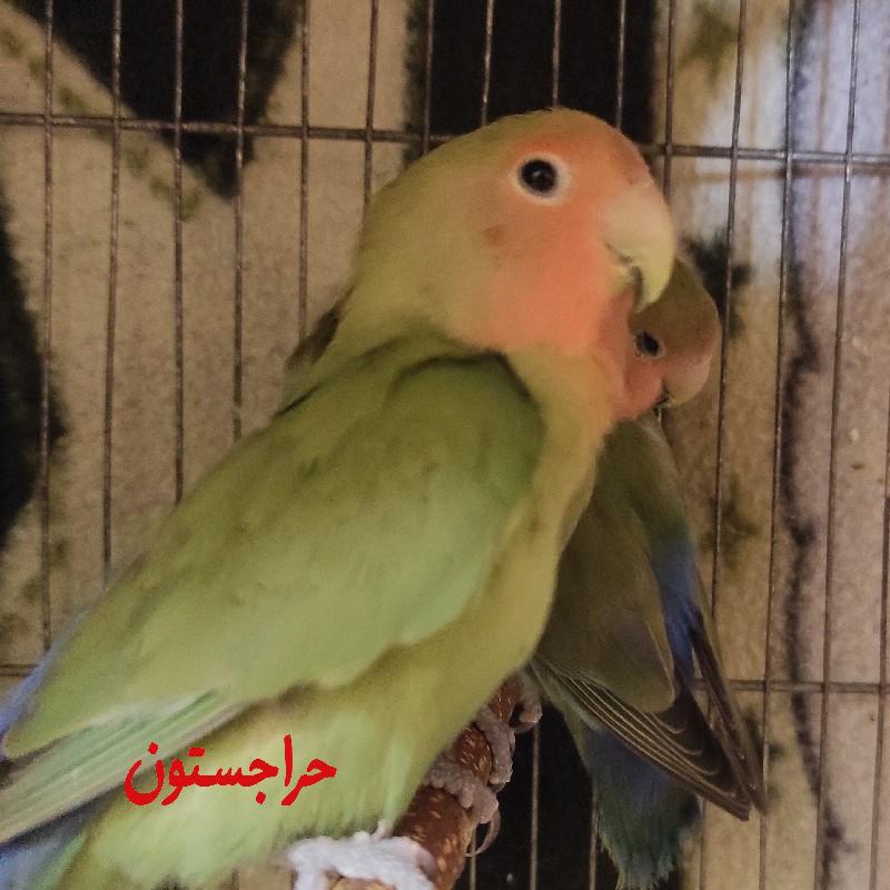 طوطی برزیلی