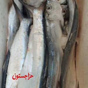 ماهی داهیر تازه