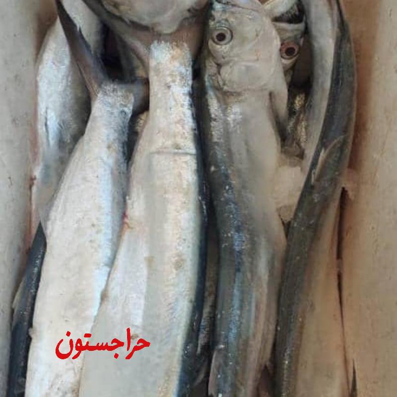 ماهی داهیر تازه