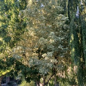 اموزش تخصصی و حرفه ای ماساژ پیشرفته