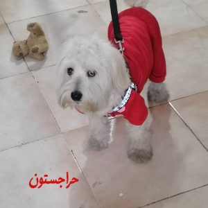 شیتزو تریر 1 ساله نر
