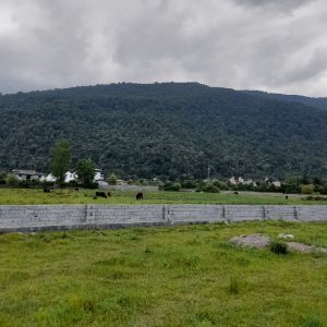 زمین 500 متر فروشی جنب نمک آبرود