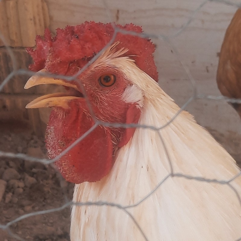 خروس چهل تاج