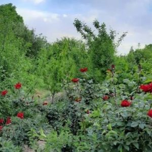 فروش زمین باغی