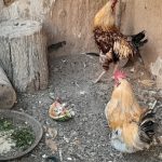 خروس لاری و خروس محلی و جوجه خروس