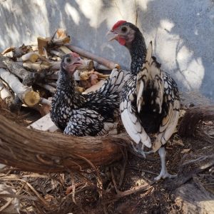 خروس جوان سبرایت