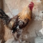 خروس لاری و خروس محلی و جوجه خروس