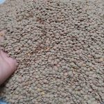حبوبات بذر کاشت کشاورز