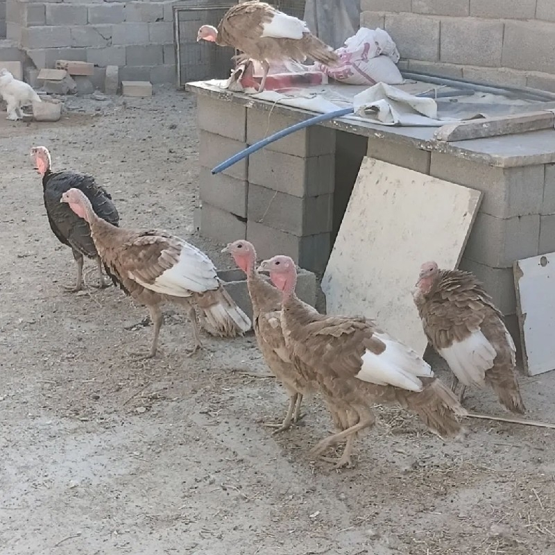 بوقلمون واکسن خورده 11ماهه بابهترین دانشگاه تغذیه شده