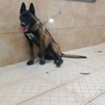 مالینویز اصیل ۲ماهه واگذاری رایگان