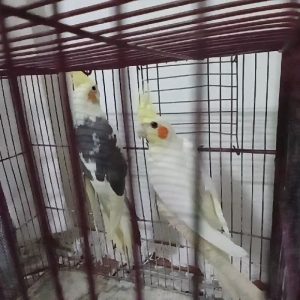 ۲عدد عروس هلندی ۱۰ماهه
