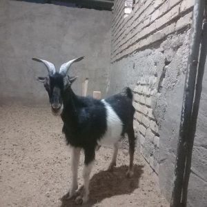 فروش بز